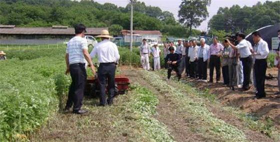 艾草种植生态模式助推农业绿色发展