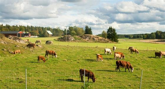 家庭牧场如何适应现代农业发展需求?